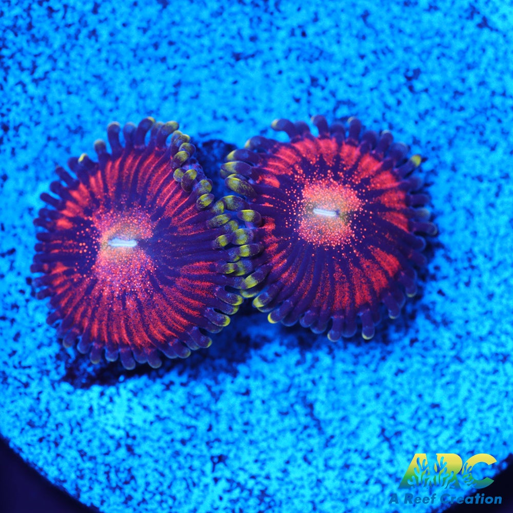Mambo Jambos