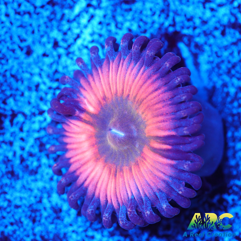 CB Rainbow Infusion