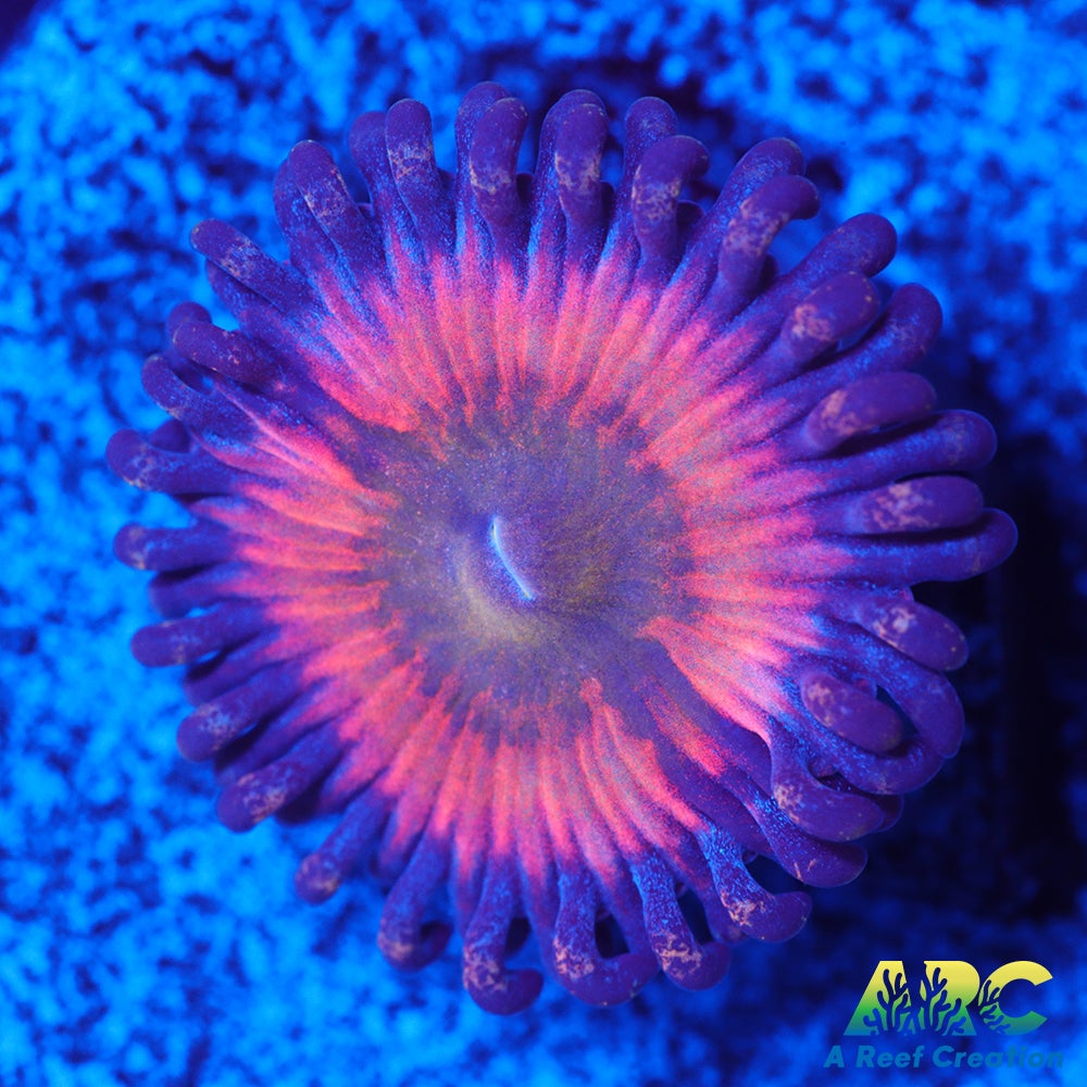 CB Rainbow Infusion