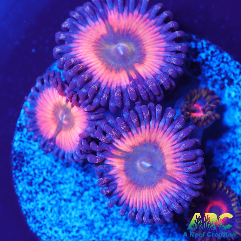 CB Rainbow Infusion