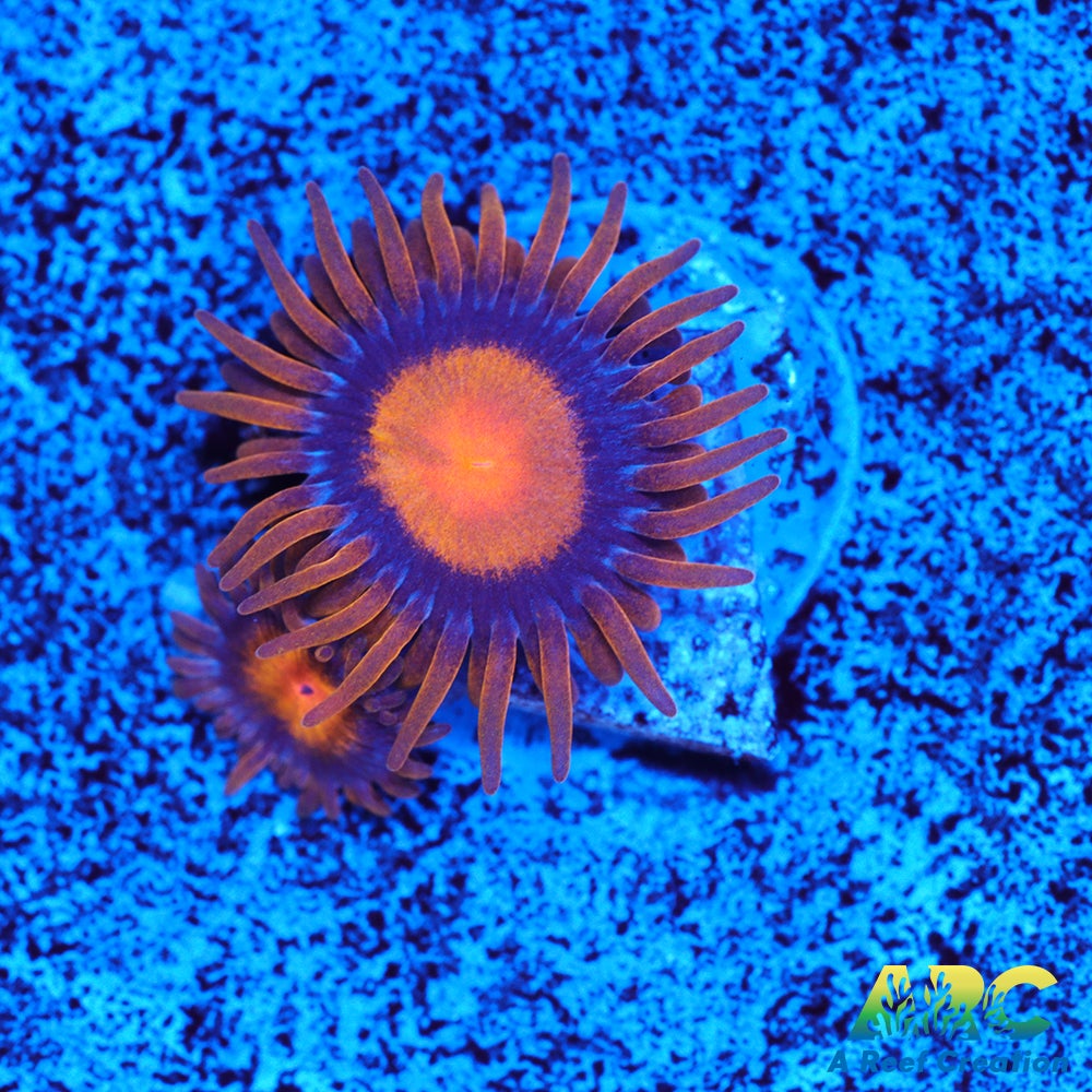 My Clementine Zoa