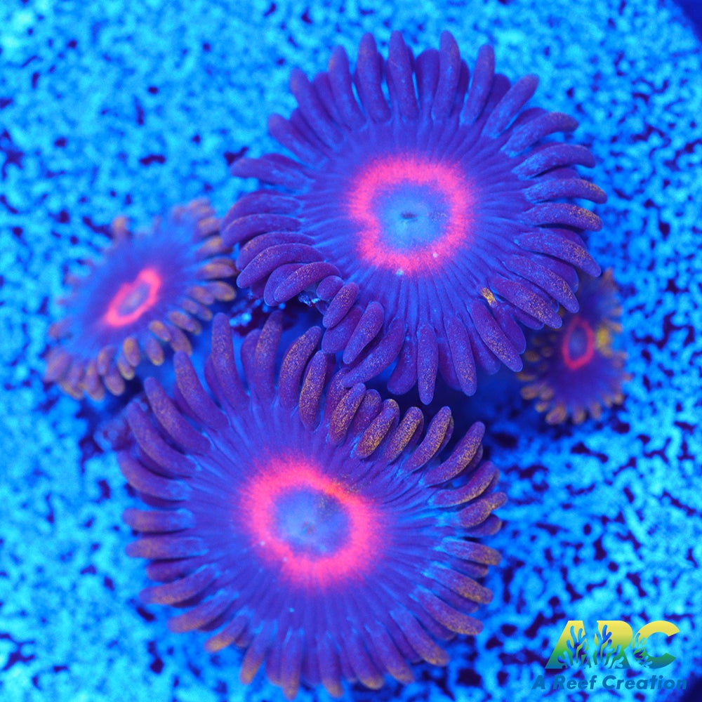 Purple Hearts