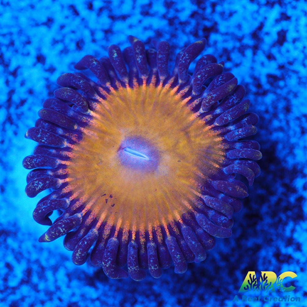 CC Pineapple Express