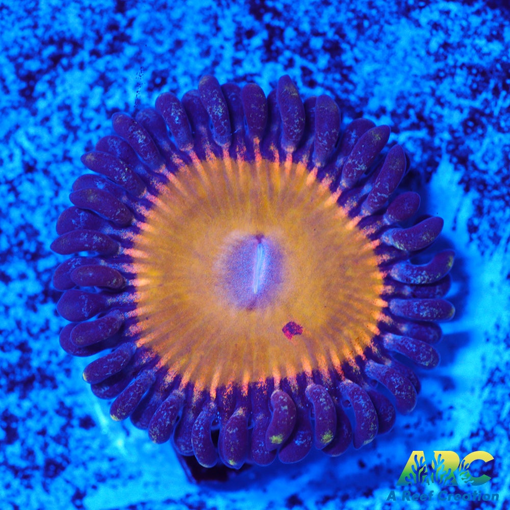 CC Pineapple Express