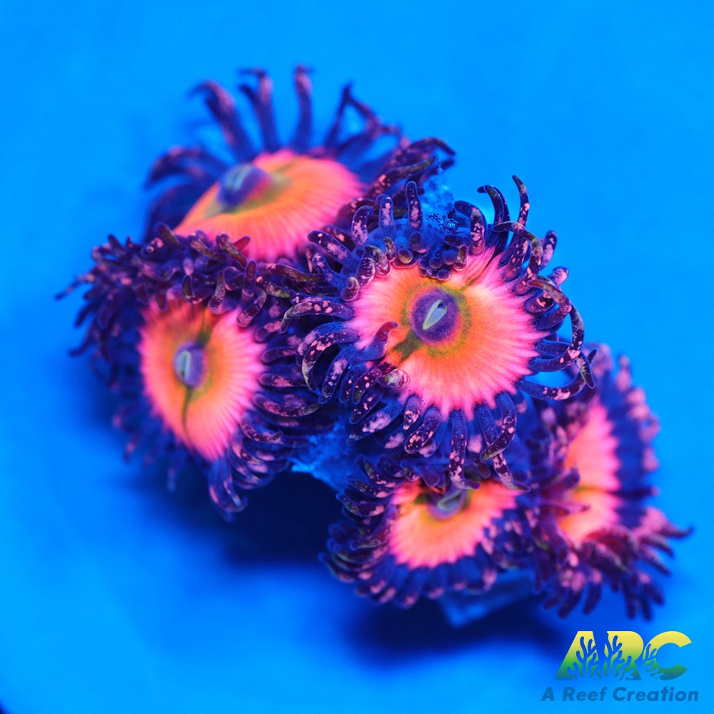 CB Rainbow Infusions