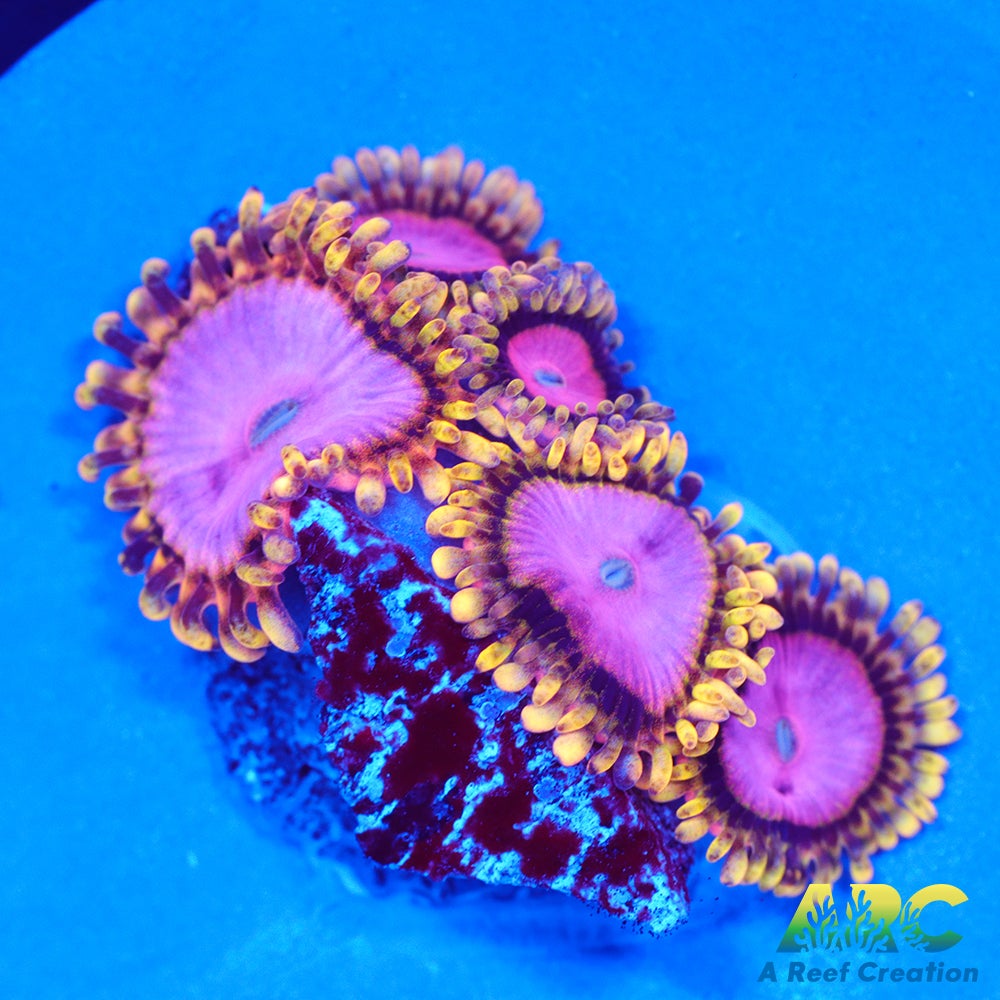RRC Pink Diamond