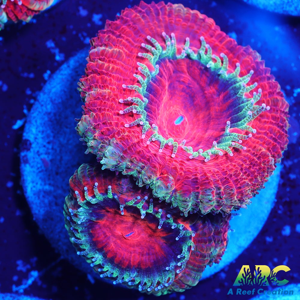 Juicy Red Acan