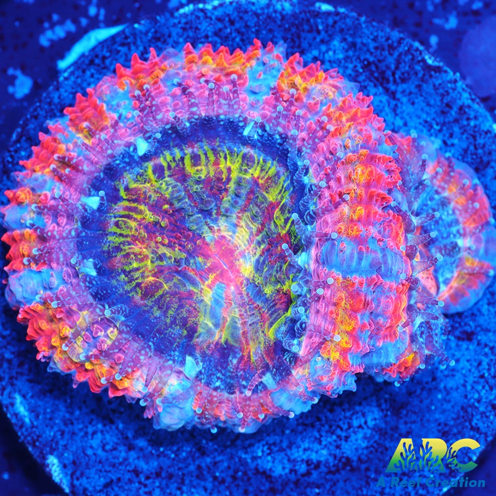 ARC Scylla Acan