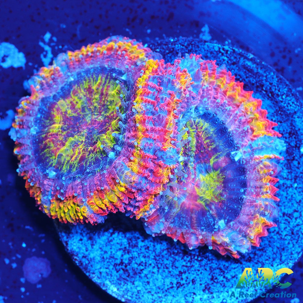 ARC Scylla Acan