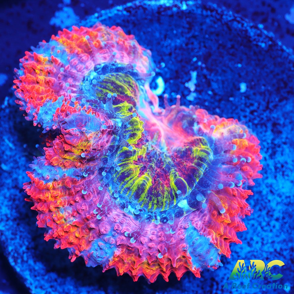 ARC Scylla Acan
