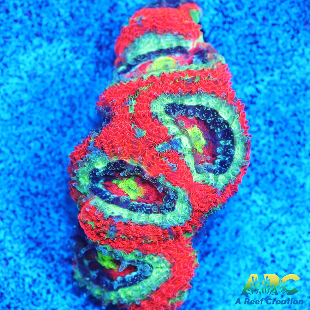OG UFO Micro