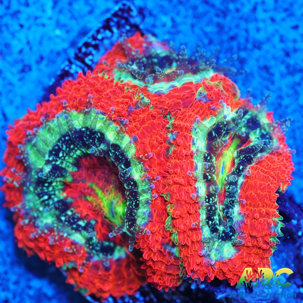 OG UFO Micro