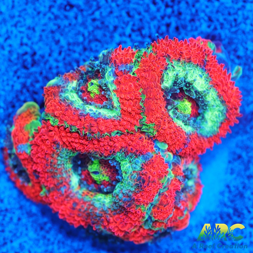 OG UFO Micro