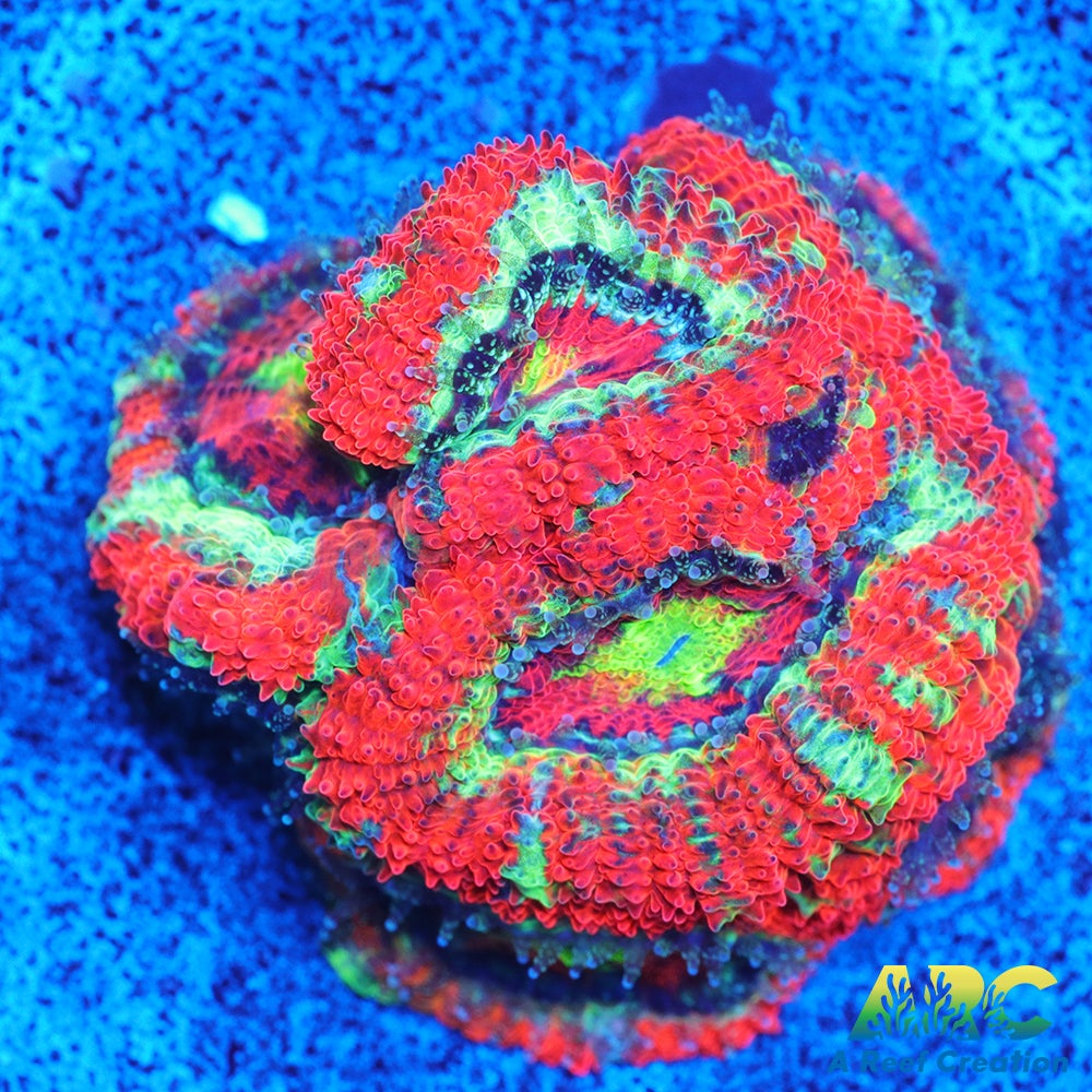 OG UFO Micro
