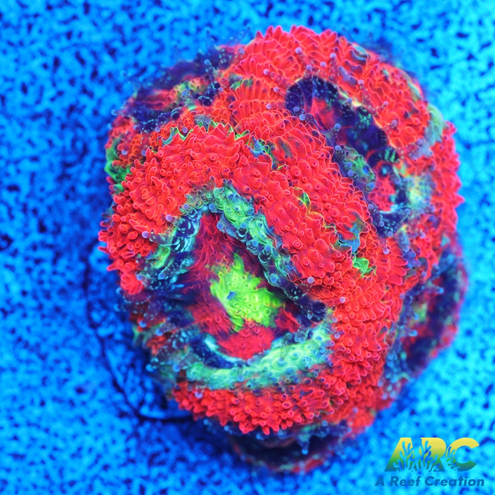 OG UFO Micro