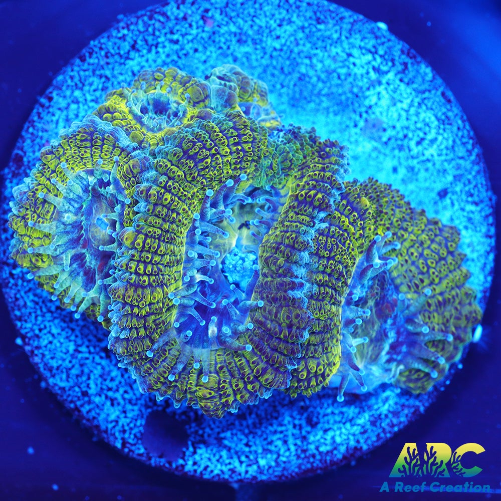 Mint Green Acan
