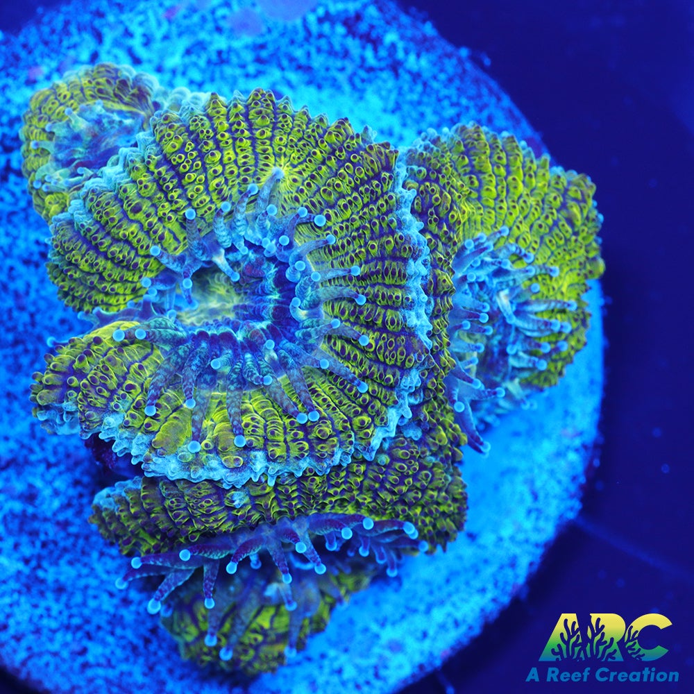 Mint Green Acan
