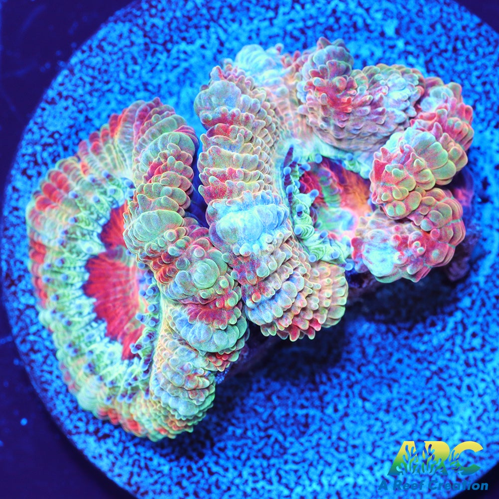 FF Blue Magic Acan