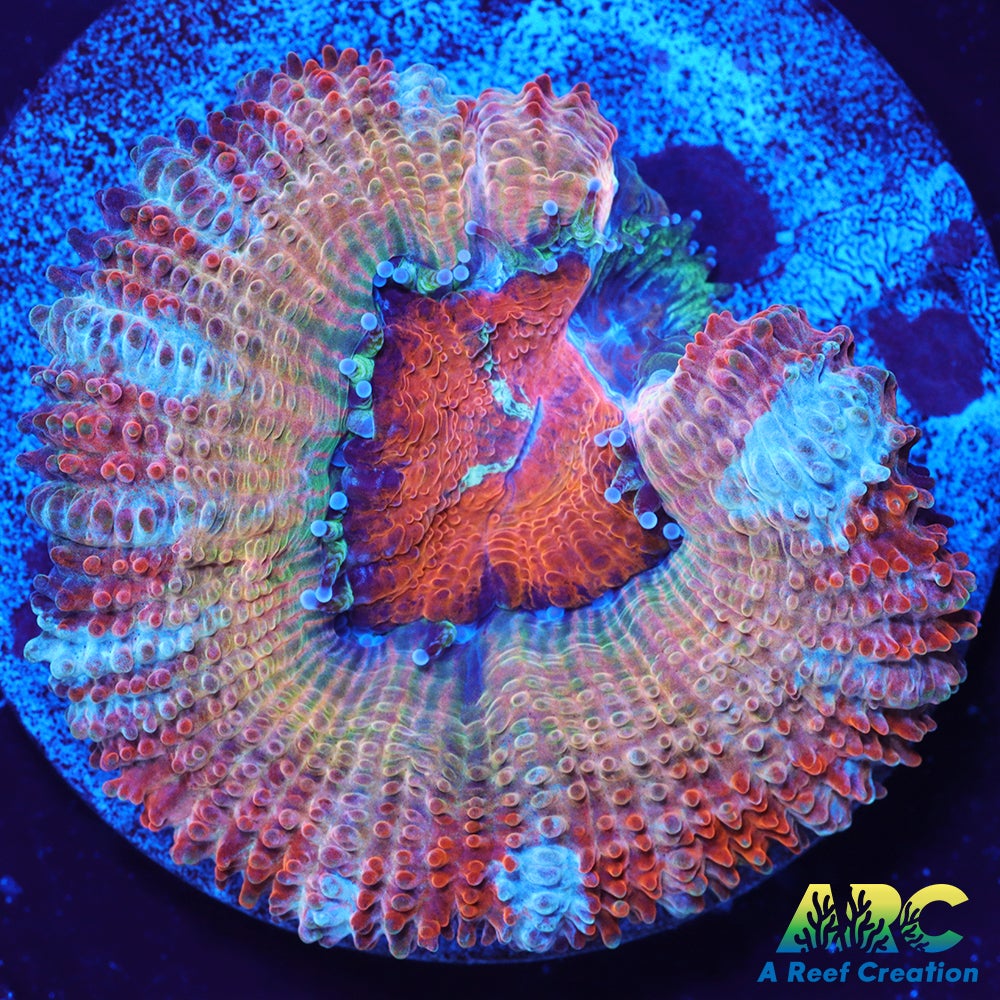 FF Blue Magic Acan