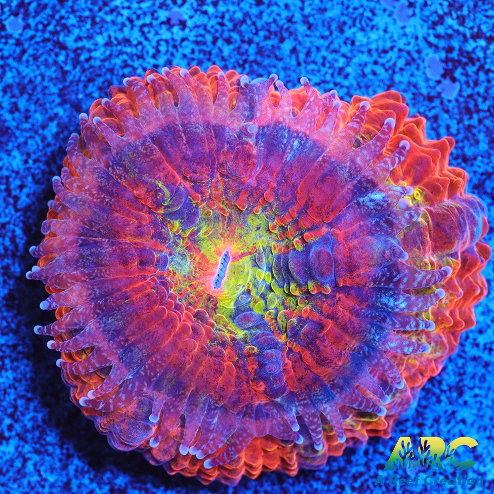 ARC Scylla Acan