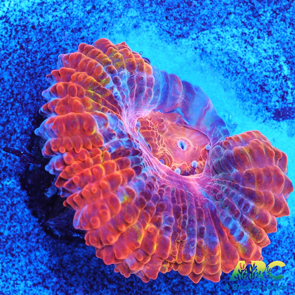 ARC Ever After Acan