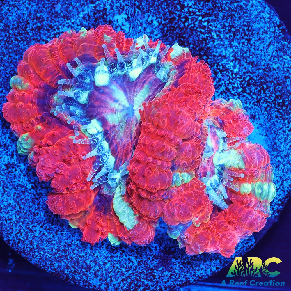 TCK Huge Polyp Asia Acan