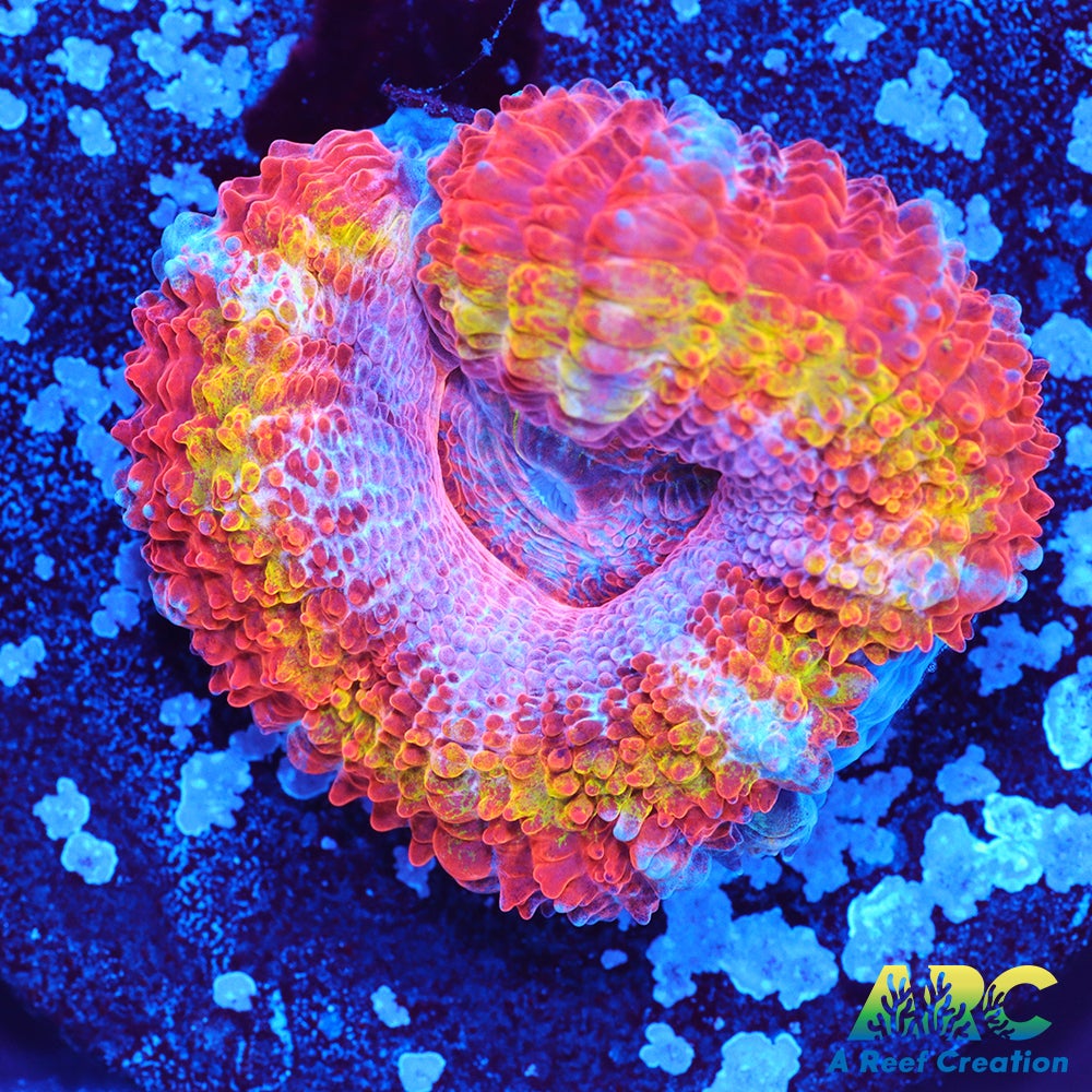 ARC Ever After Acan