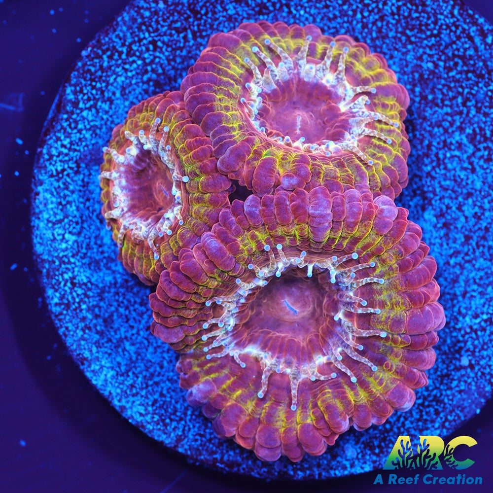 CC Solar Flare Acan