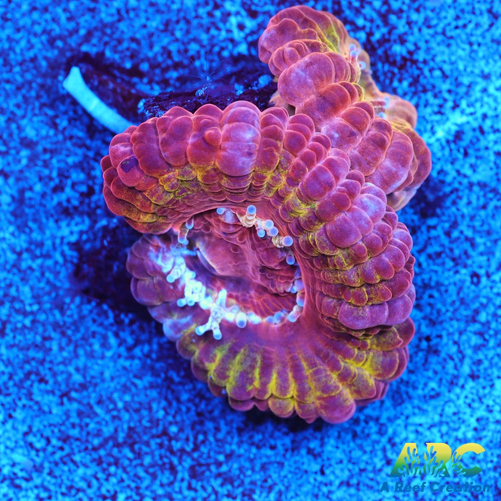 CC Solar Flare Acan – A Reef Creation