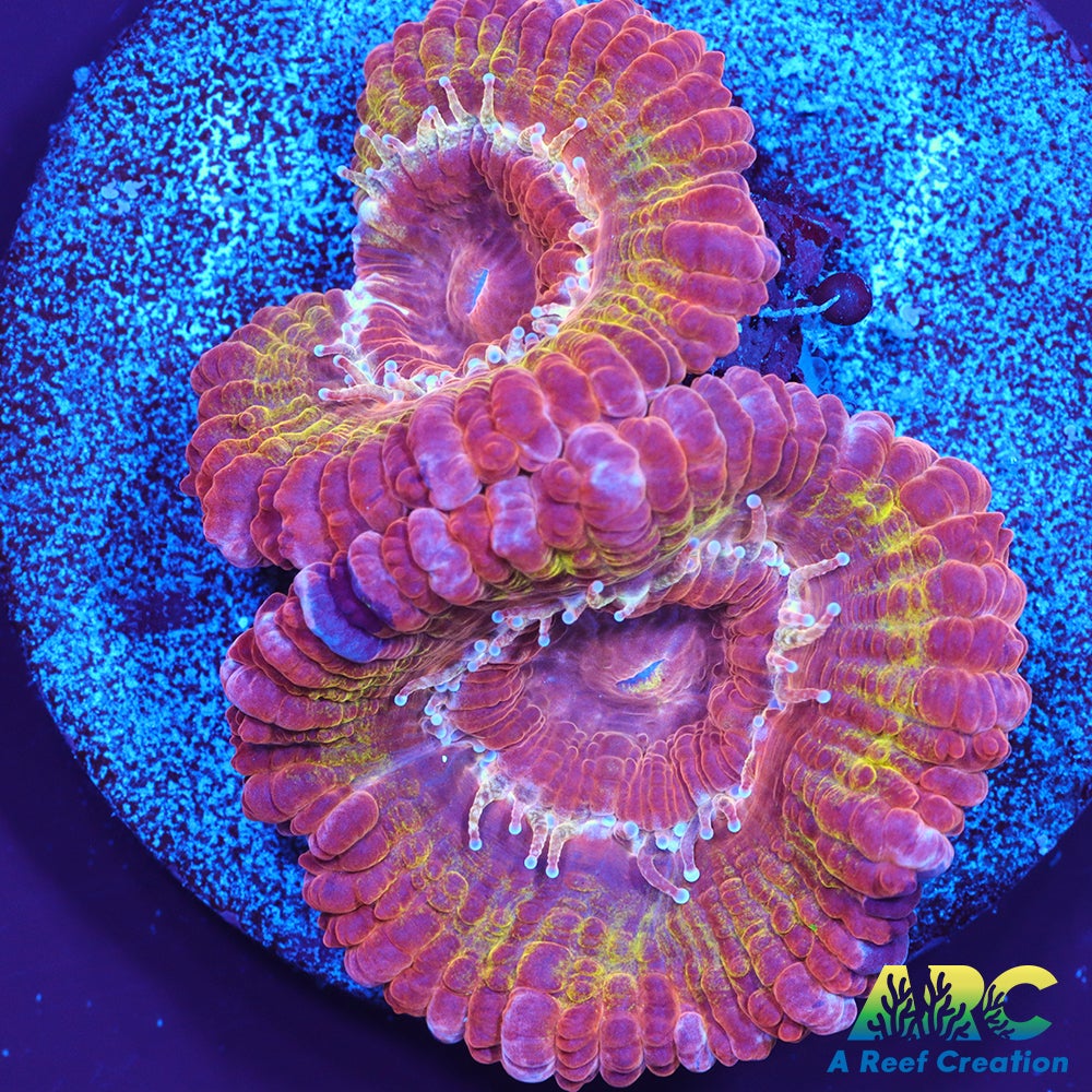 CC Solar Flare Acan