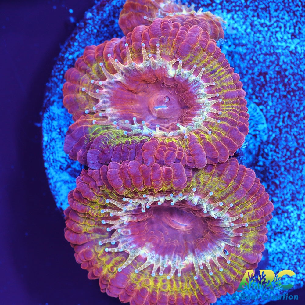 CC Solar Flare Acan