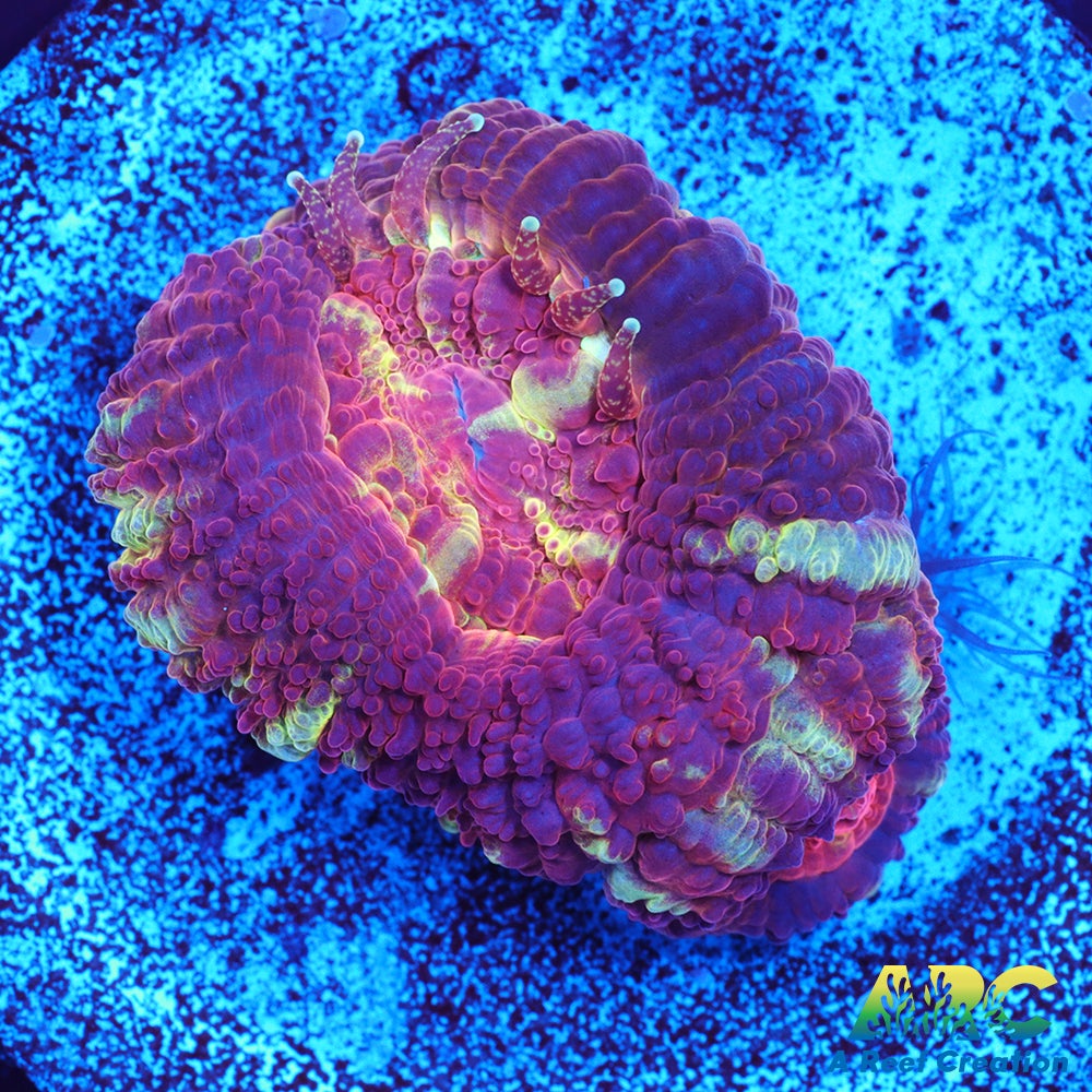 TCK Huge Polyp Asia Acan