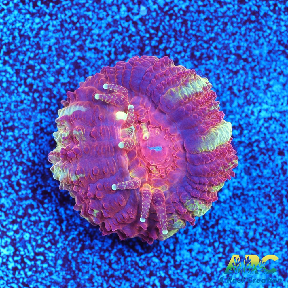 TCK Huge Polyp Asia Acan