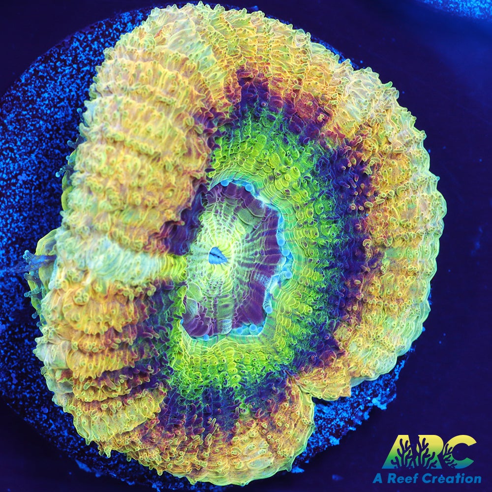 TCK Huge Polyp Asia Acan