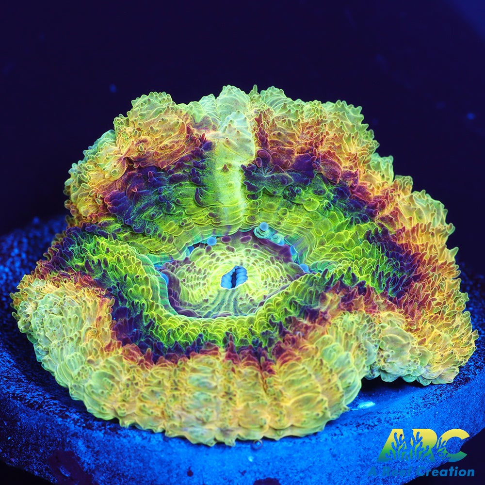 TCK Huge Polyp Asia Acan