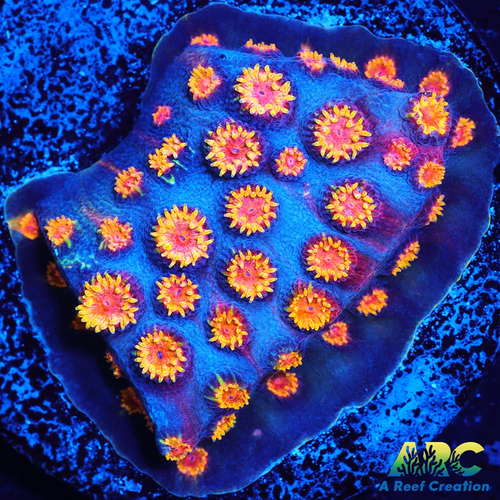Bizarro Cyphastrea