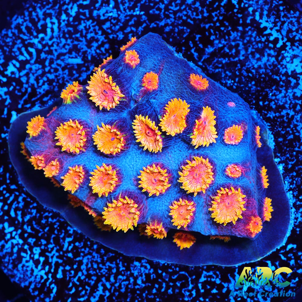 Bizarro Cyphastrea