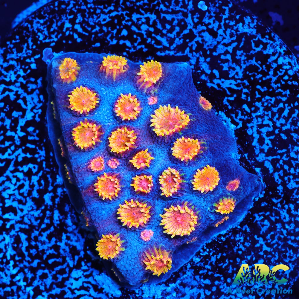 Bizarro Cyphastrea