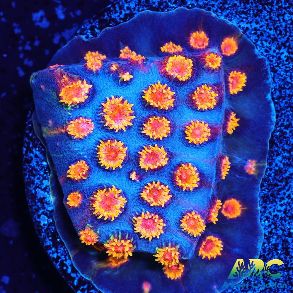 Bizarro Cyphastrea