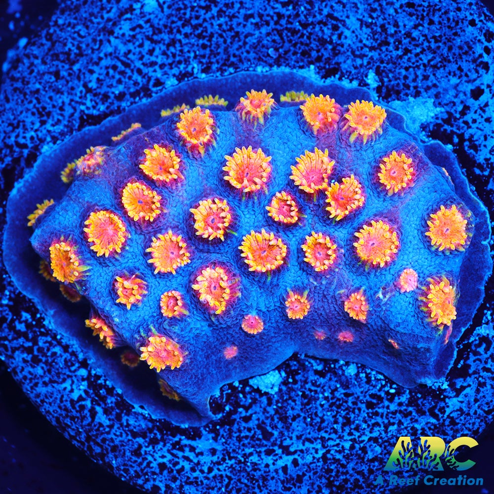 Bizarro Cyphastrea