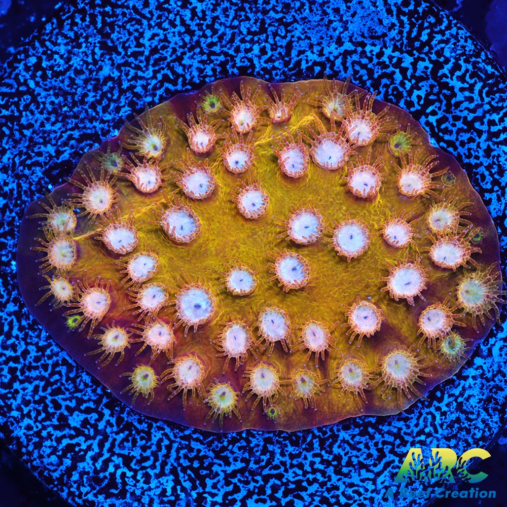 FF Yellow Cyphastrea