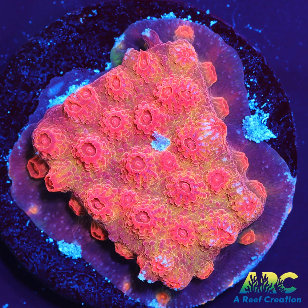 Red Brick Cyphastrea