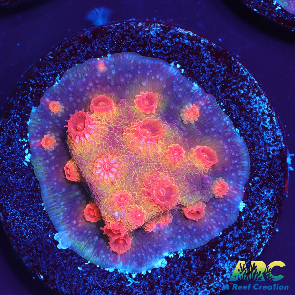 Red Brick Cyphastrea