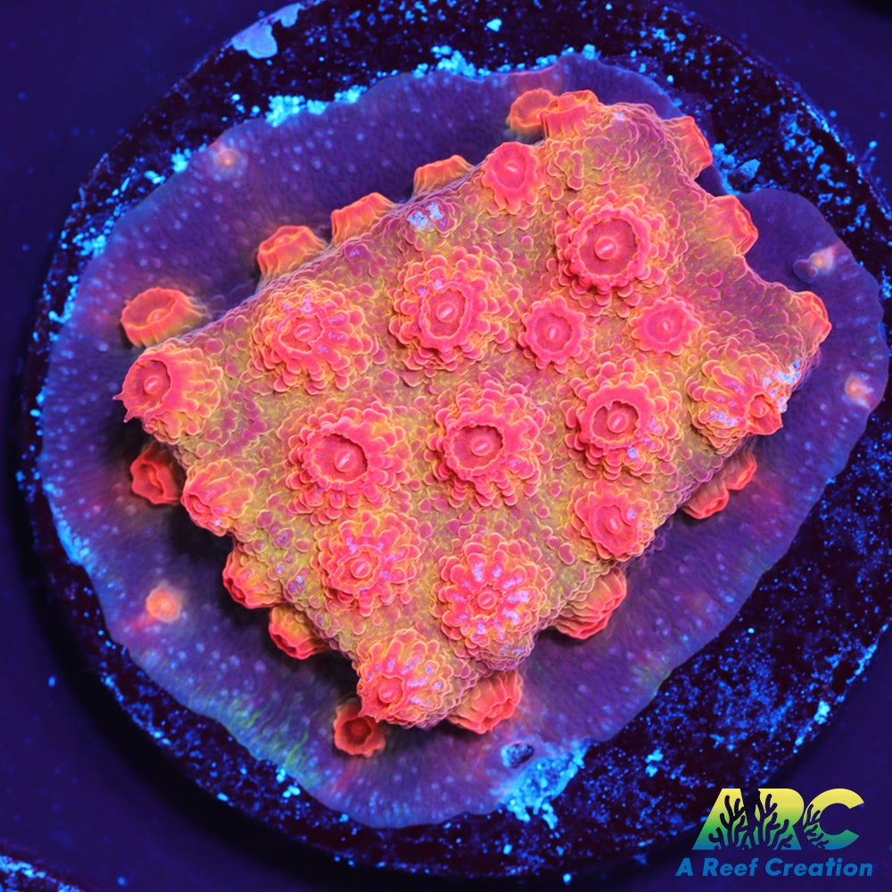 Red Brick Cyphastrea