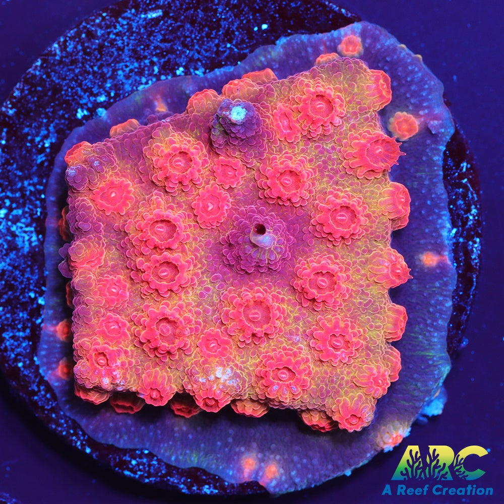 Red Brick Cyphastrea