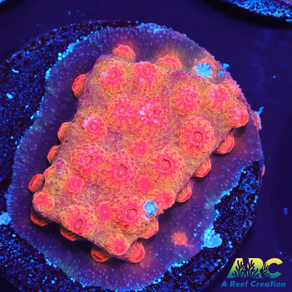 Red Brick Cyphastrea