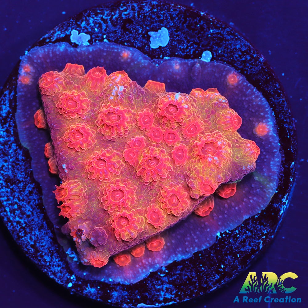 Red Brick Cyphastrea