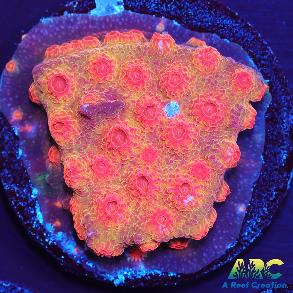 Red Brick Cyphastrea