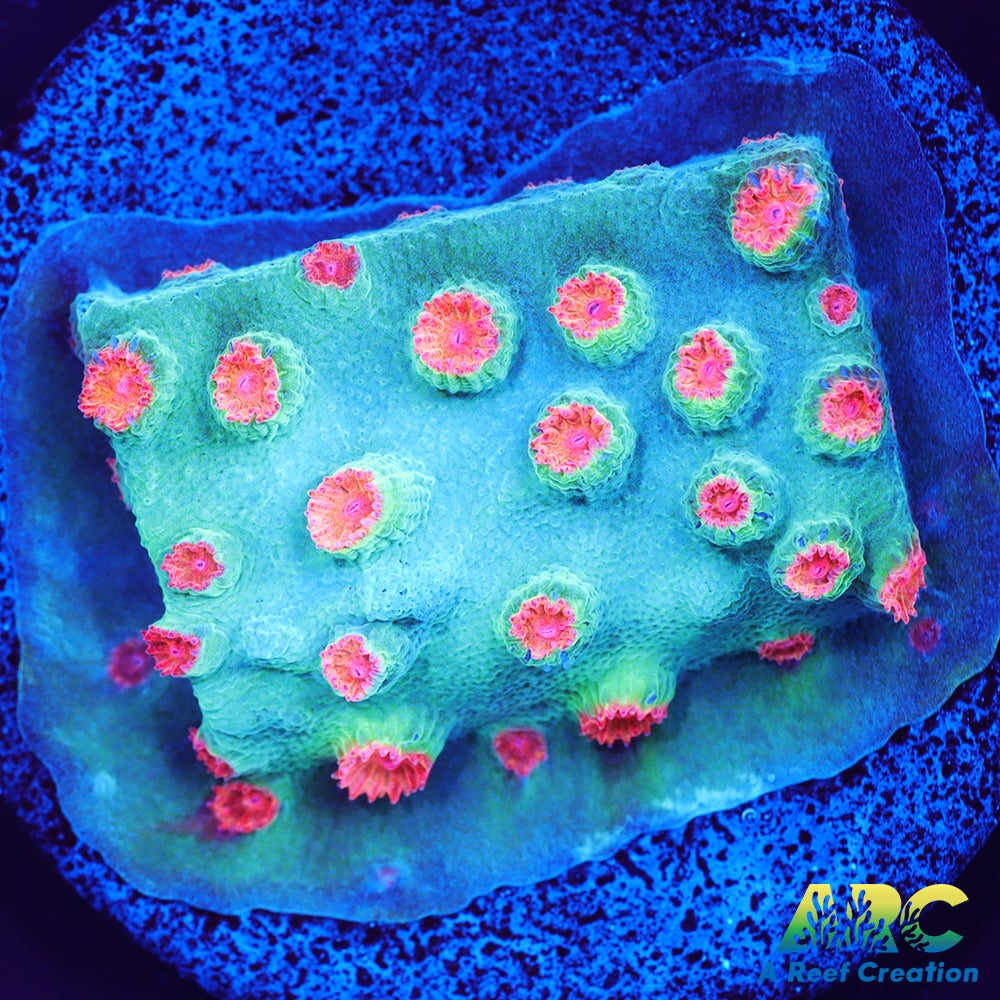 Meteor Shower Cyphastrea