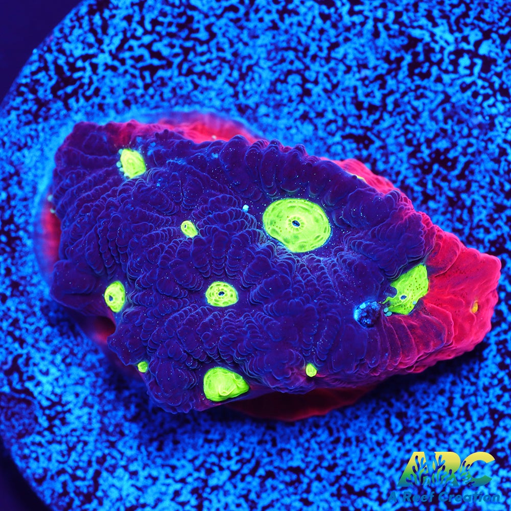 Bicolor War Coral